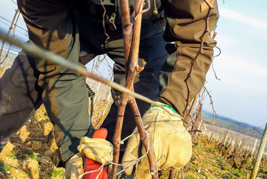 Formation taille de la vigne à Bordeaux