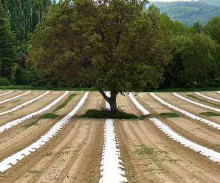 Agroécologie : qu'est-ce que c'est ?