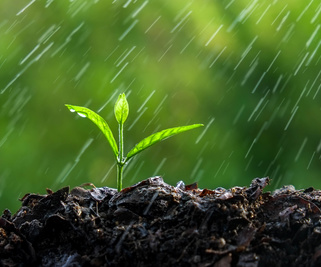 Agro-écologie : en agriculture, tout part du sol !