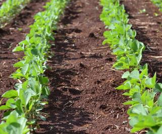 Carbone : Le rôle de l'agriculture 