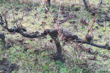 Formation taille de la vigne à Bordeaux