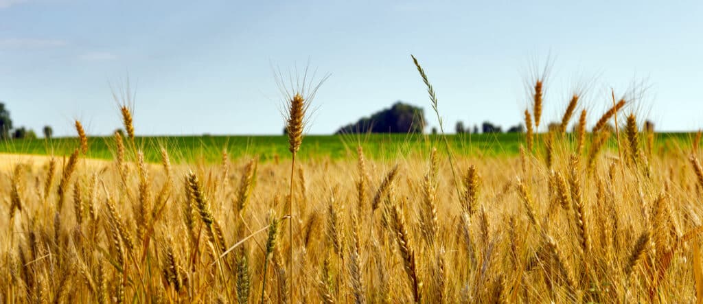Champ de blé mûr et doré, avec des épis dressés, sous un ciel bleu clair et un arrière-plan verdoyant.