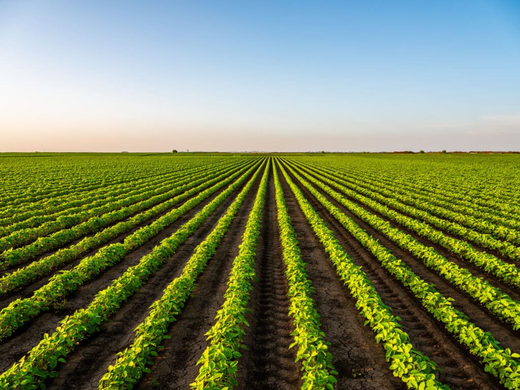 Champs de Soja en Rangées Parfaites au Coucher du Soleil Jeunes plants de soja verts et lumineux alignés en rangées parfaites sur un champ labouré, sous un ciel bleu clair au crépuscule.