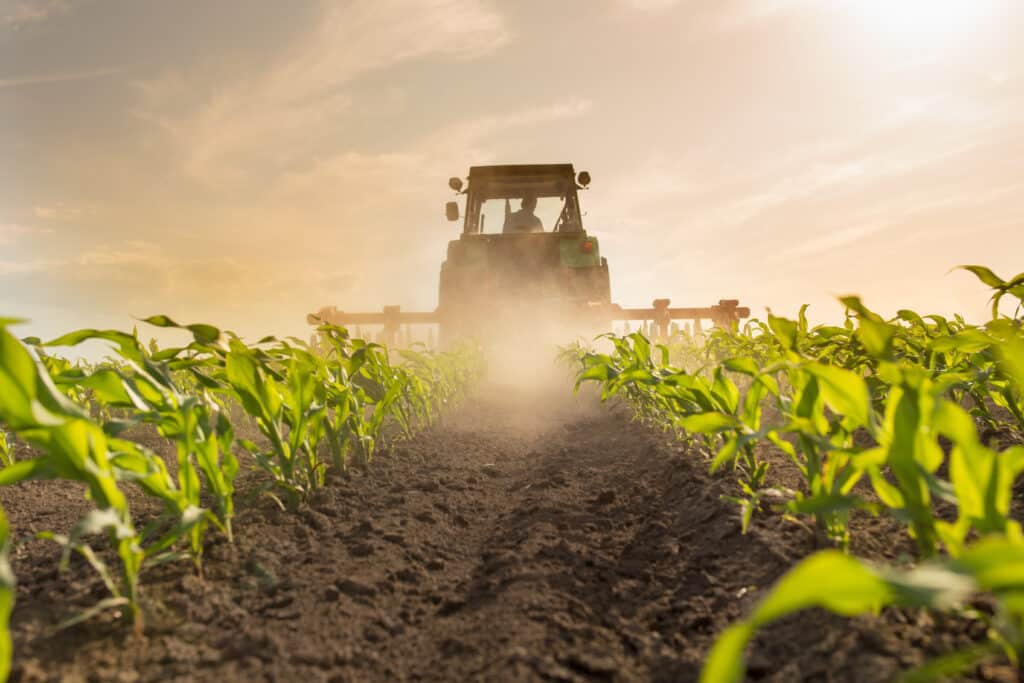 Tracteur pulvérisant maïs au coucher du soleil dans le champ Tracteur vert pulvérisant dans un champ de jeunes plants de maïs sous un ciel doré au coucher du soleil, soulevant de la poussière.